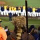 WVU Baseball Mountaineer