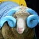 UNC mascot, Rameses, at the Duke's Mayo Bowl on Dec. 27, 2023 at Bank of America Stadium in Charlotte, N.C. (Mitchell Northam / WV Sports Now)